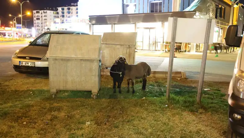 Yolda Terk Edilen "Mor Karaman" Koyunları, Hayvanseverleri Peşinden Koşturdu!