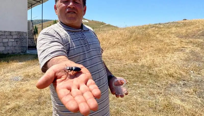 Sivas'ta Nadir Böcek Türüne Soygun Cezası: 557 Bin TL!