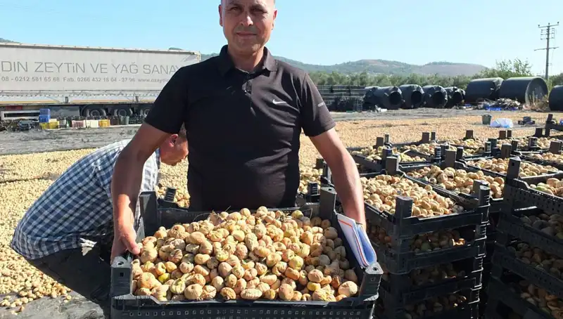 Balıkesir'de Tarım Hasadı Başladı: Çin ve Rusya'ya İhracat Yolculuğu!
