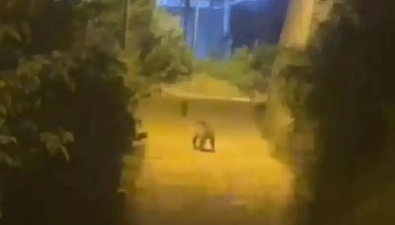 Gümüşhane Merkezinde Ayı Görüntüsü, Vatandaşları Şaşkına Çeviriyor!
