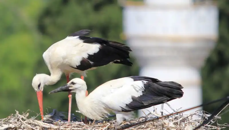 Yaren Leyleği Kıskandıracak: Leylek Köyü’nde 8 Kat Fazla Yuva Var!