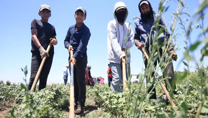 Sıcaktan Bunalan İşçiler: 650 TL Yevmiyeye Zorlu Mesai Mücadelesi