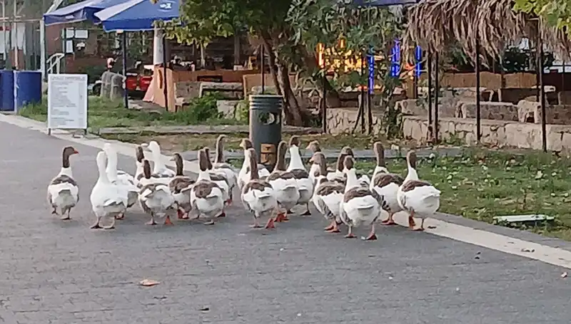 Denize Girdikten Sonra Kümeste Kötü Son: Kazların Ölümü Şok Etti