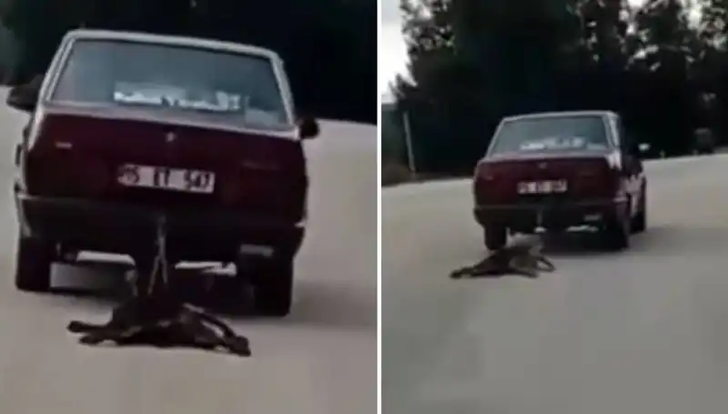 Otomobilin Arkasında Sürüklenen Köpek Hem Beyin Hem Kalp Sarsıyor!