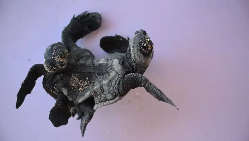 Görenleri Şaşkına Çeviren Siyam İkizi Caretta Carettalar Gündemi Salladı
