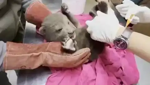 Karabük'te Yavru Bozayı Ortaya Çıktı: Doğanın Sıcak Kucaklaması