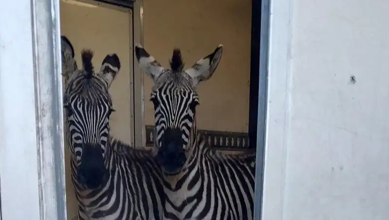 Sınırda Durdurulan Minibüsten Şaşırtan Hayvan Yolculuğu: İki Zebra, Altı Maymun ve Daha Fazlası