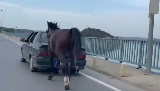Adana'da Atları Rahatsız Edenlerin Peşine Düşüldü: Tutuklamalar Gerçekleşti