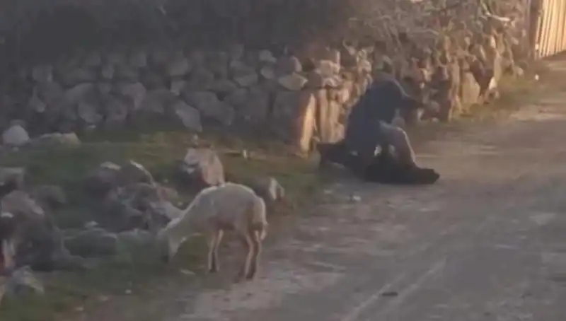Koyuna Zulmeden Şahıs Gözaltına Alındı: Hayvan Hakları İçin Yeni Bir Adım mı?