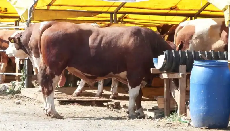Kurban Pazarlarında Bu Yıl Harekete Geçen Beklentiler ve Fırsatlar