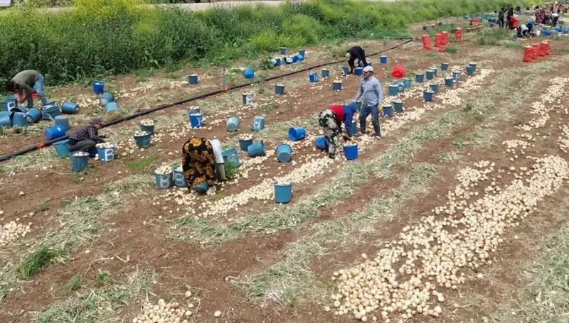 Soğan Hasadı Başladı: Pazar Fiyatları Neden Düşüyor?